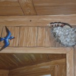 Barn Swallows in the Barn Room. Mural by Ellen Leigh